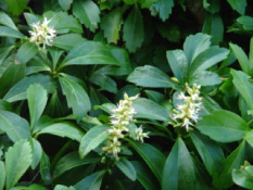 Pachysandra terminalis  bestellen